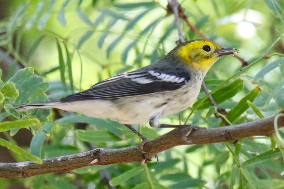 Hermit Warbler - ML623448108