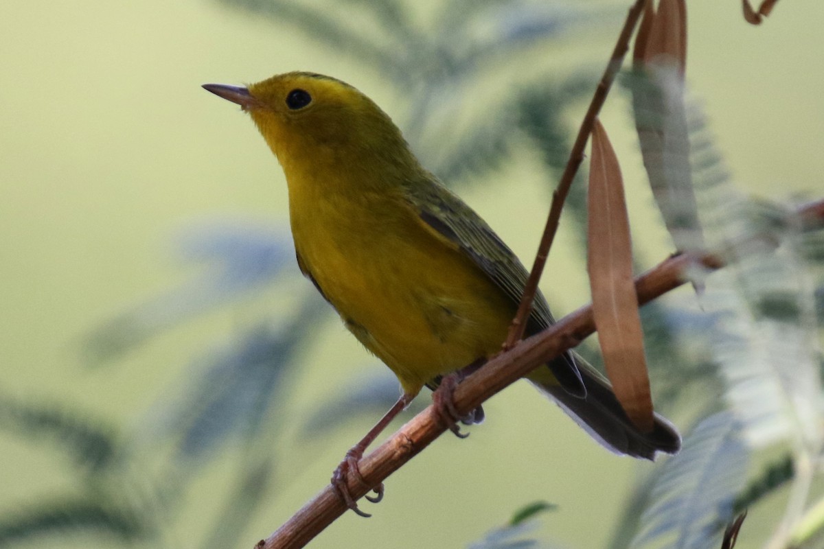 Wilson's Warbler - ML623448125