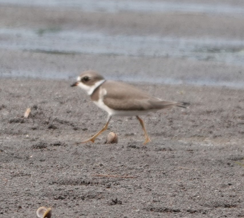 Semipalmated Plover - ML623448164