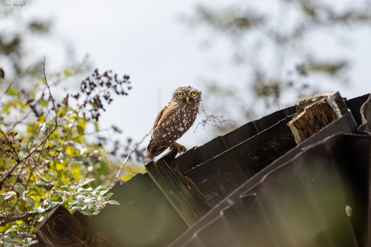 Little Owl - ML623448179