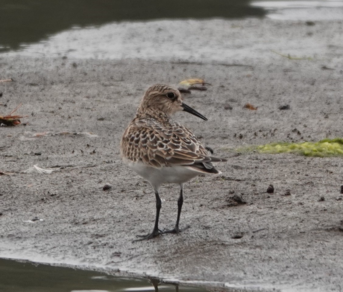 Baird's Sandpiper - ML623448182