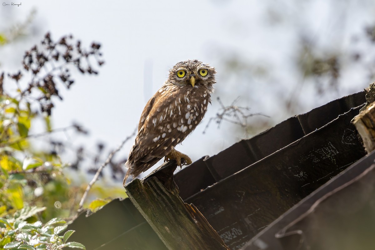 Little Owl - ML623448183