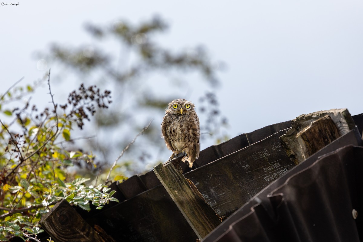 Little Owl - Can Karayel