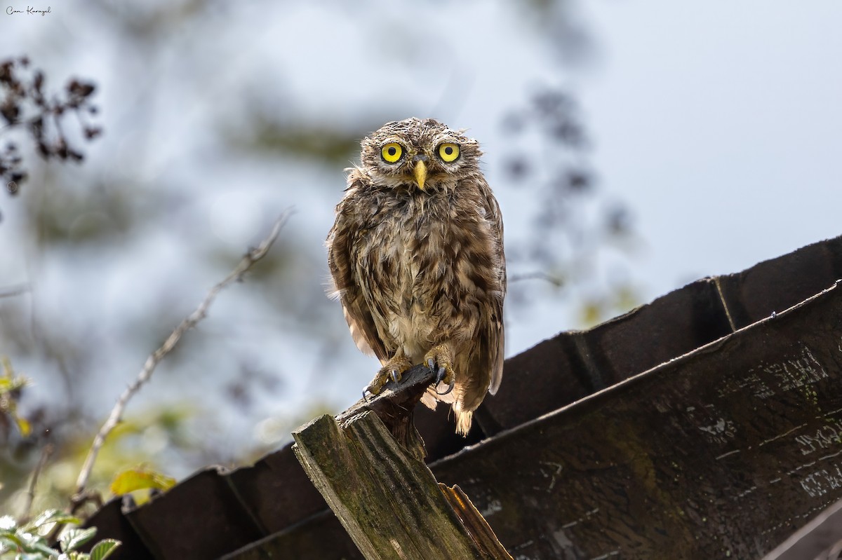 Little Owl - ML623448194