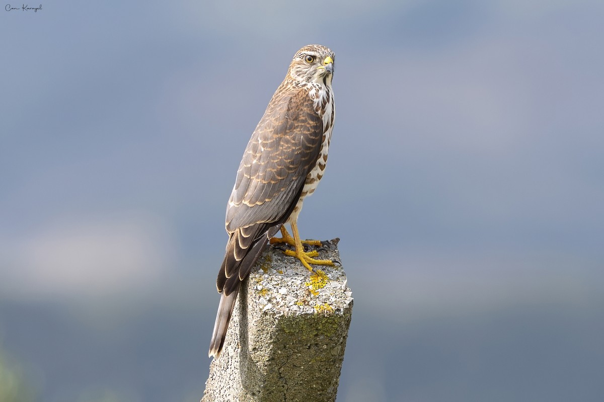 Levant Sparrowhawk - ML623448250