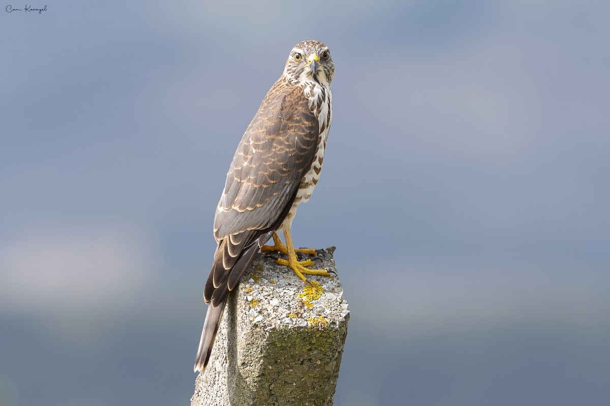 Levant Sparrowhawk - ML623448251