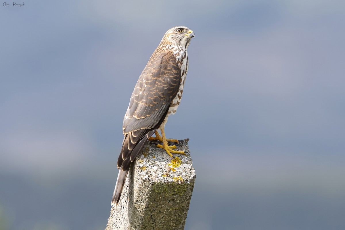 Levant Sparrowhawk - Can Karayel