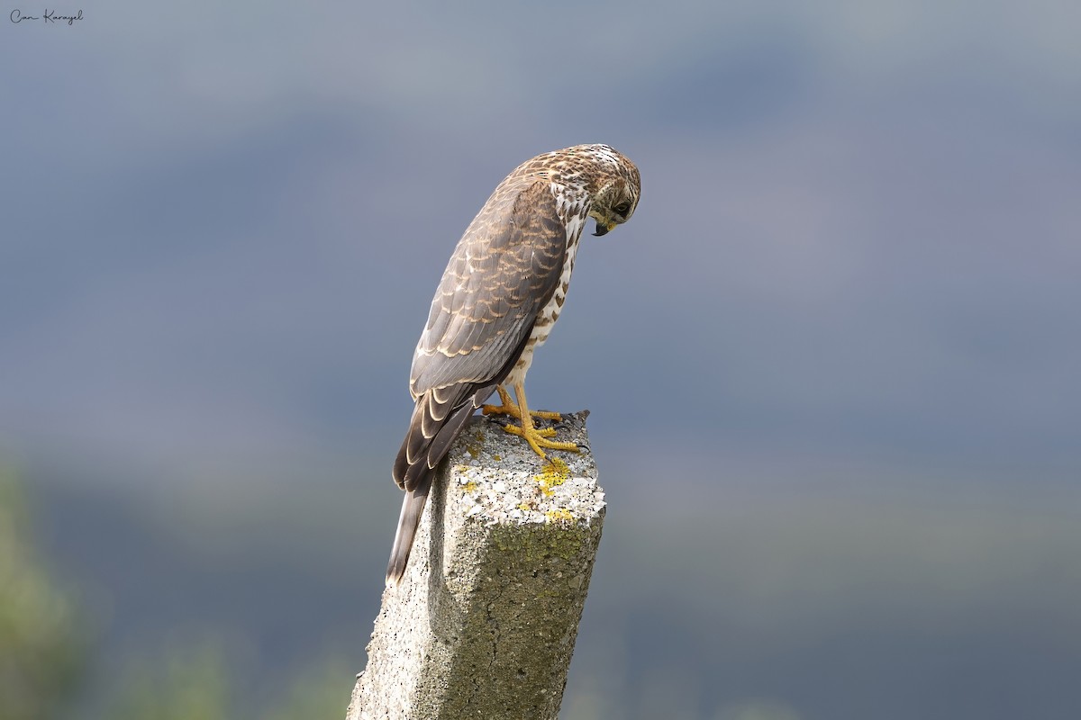 Levant Sparrowhawk - ML623448253