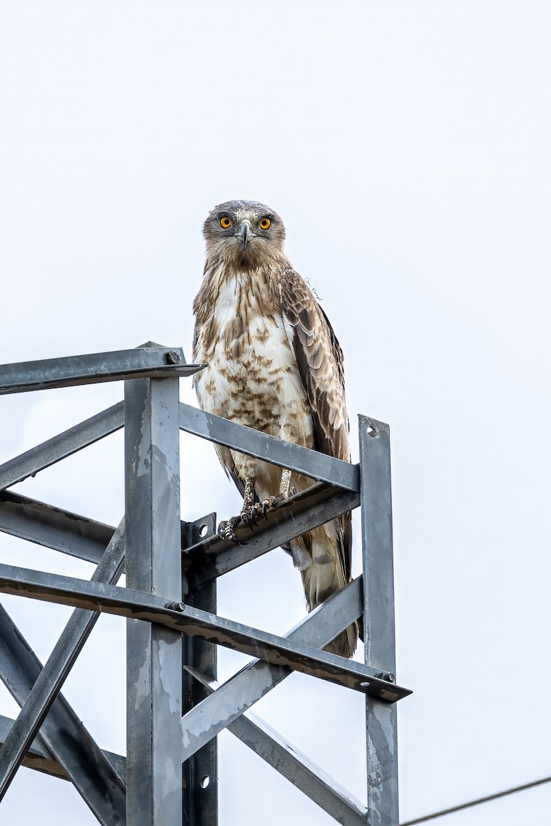 Short-toed Snake-Eagle - ML623448260