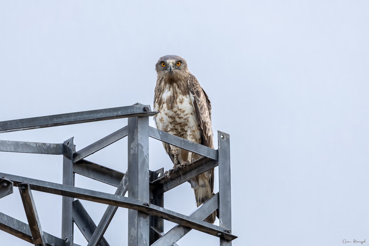 Short-toed Snake-Eagle - ML623448261