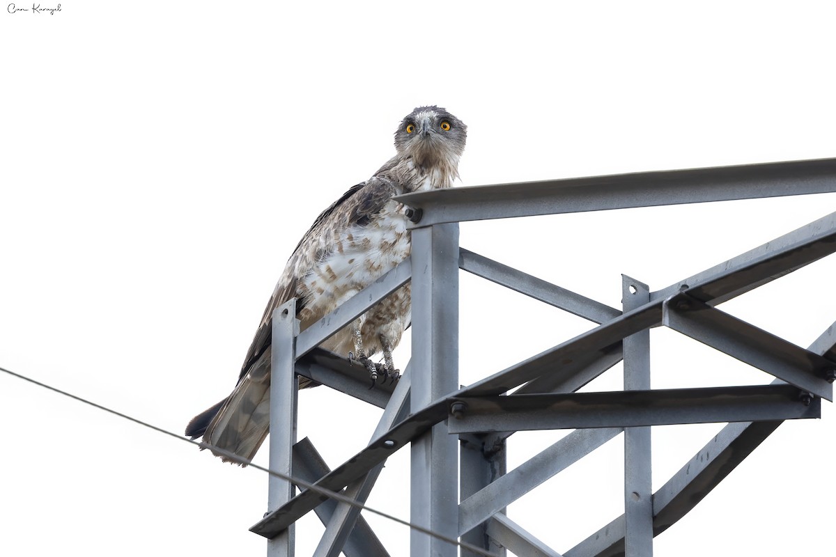 Short-toed Snake-Eagle - ML623448262