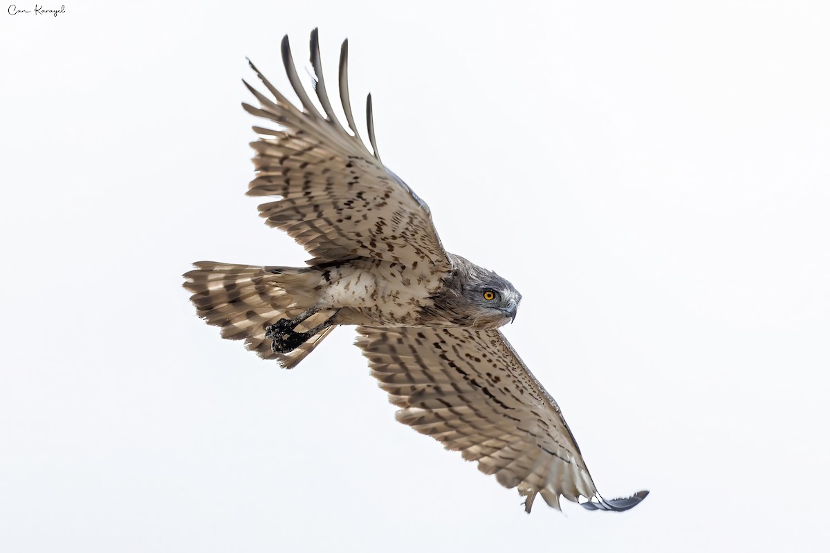 Short-toed Snake-Eagle - ML623448263