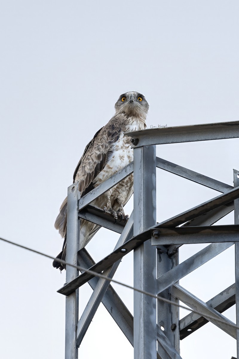 Short-toed Snake-Eagle - ML623448264