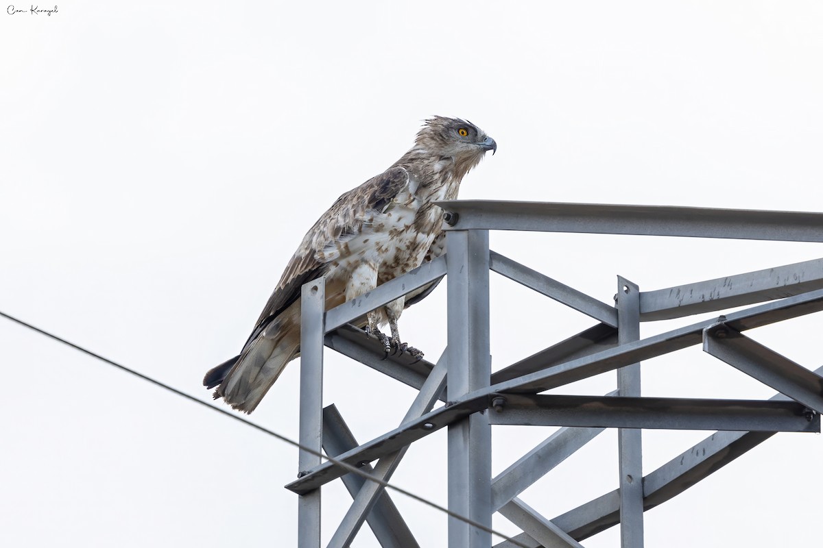 Short-toed Snake-Eagle - ML623448265