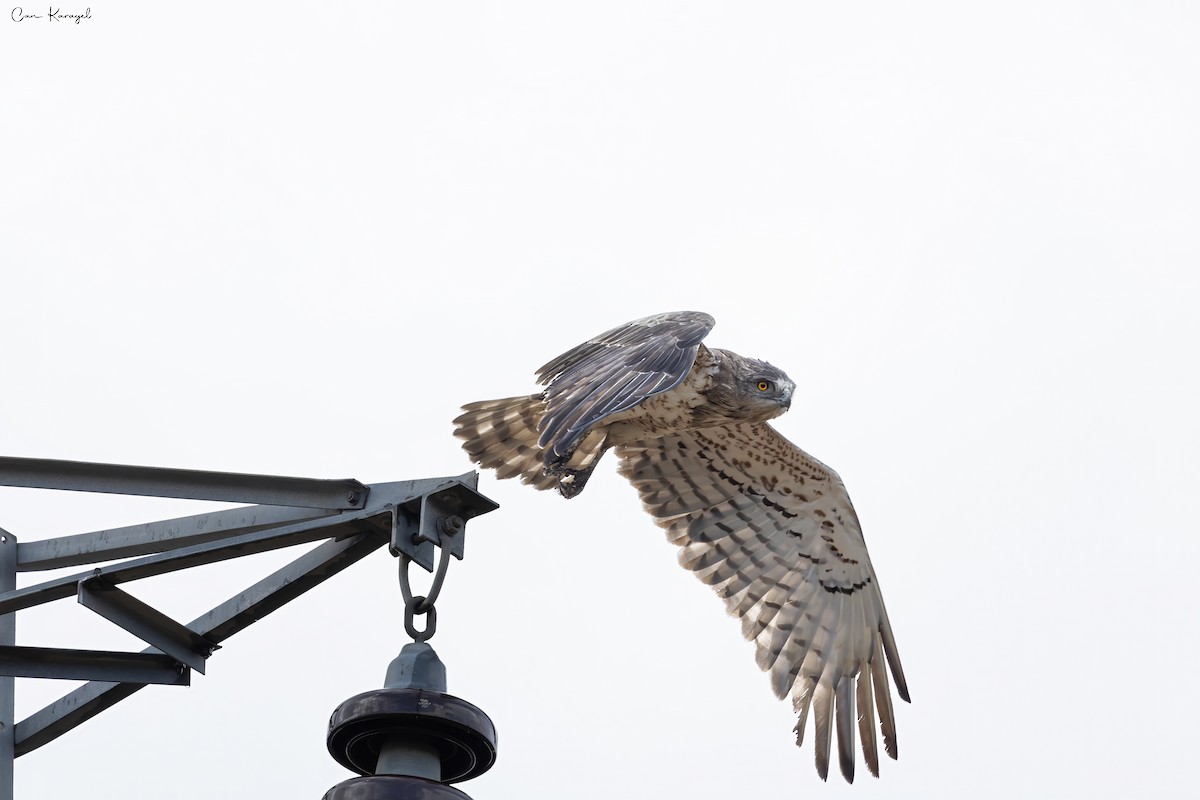 Short-toed Snake-Eagle - ML623448266