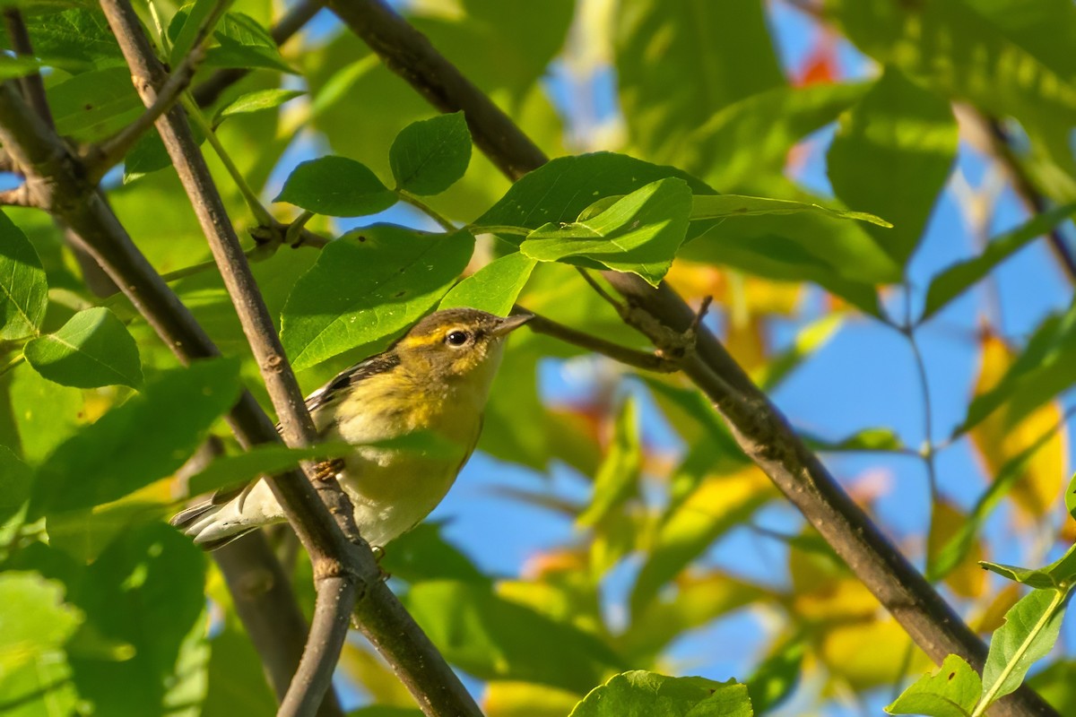 Blackburnian Warbler - ML623448267