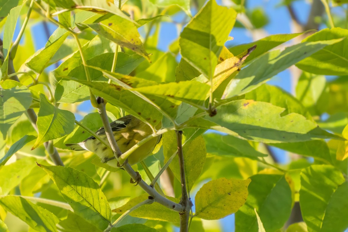 Blackburnian Warbler - ML623448268