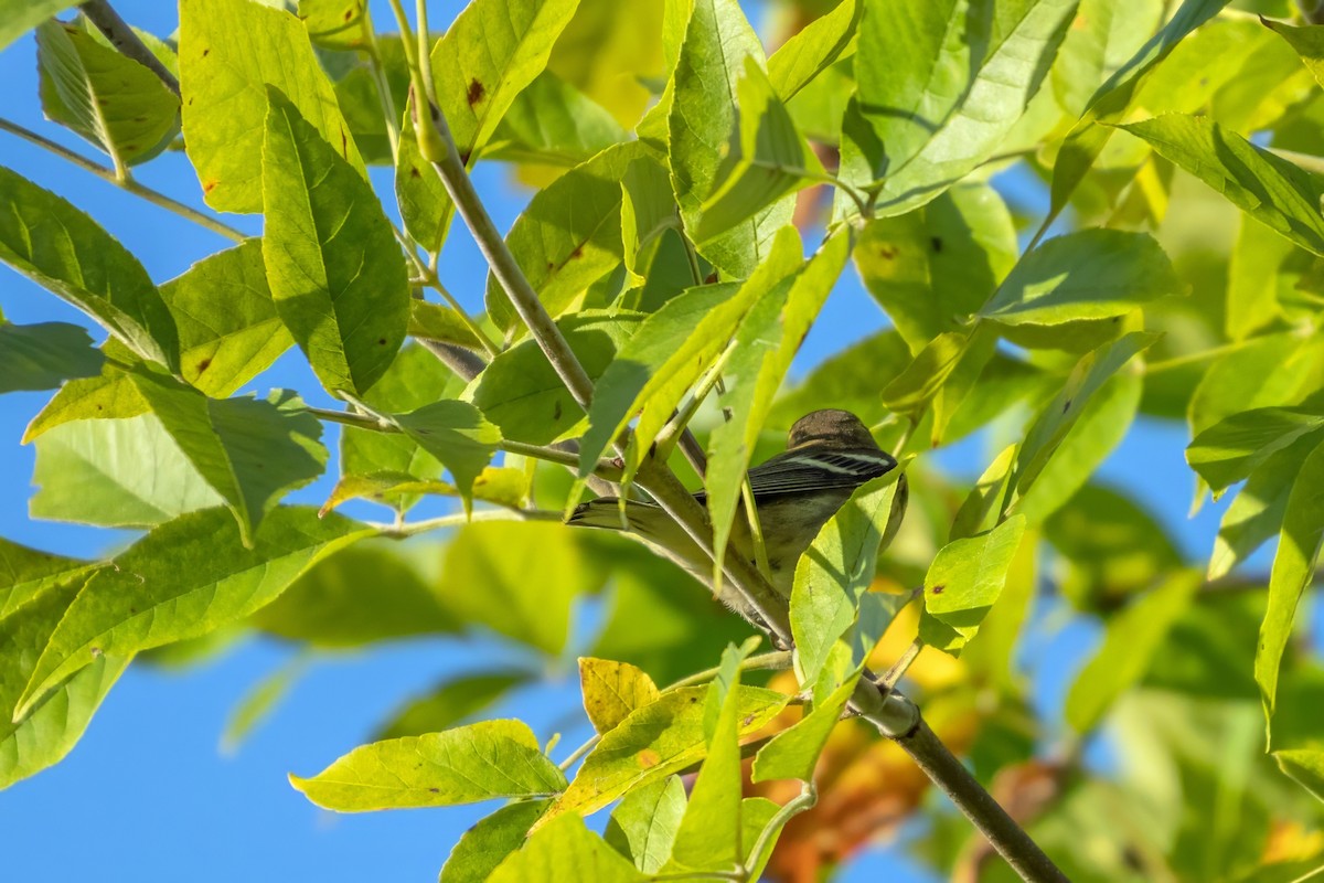 Blackburnian Warbler - ML623448270