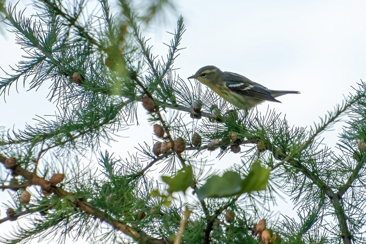 Blackburnian Warbler - ML623448271