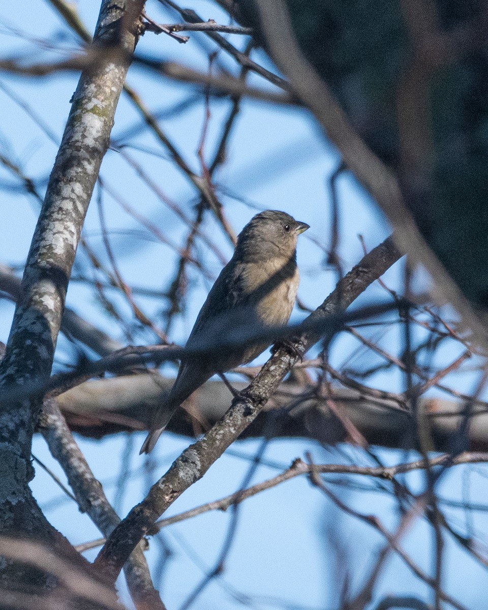 Double-collared Seedeater - ML623448277