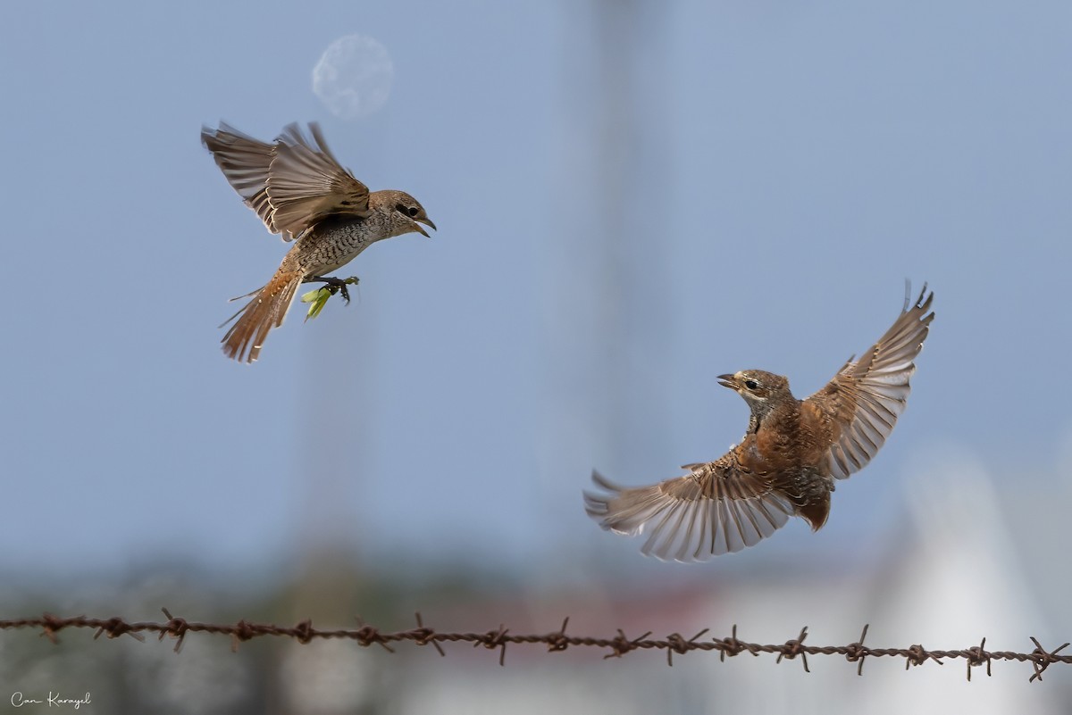 Red-backed Shrike - ML623448278