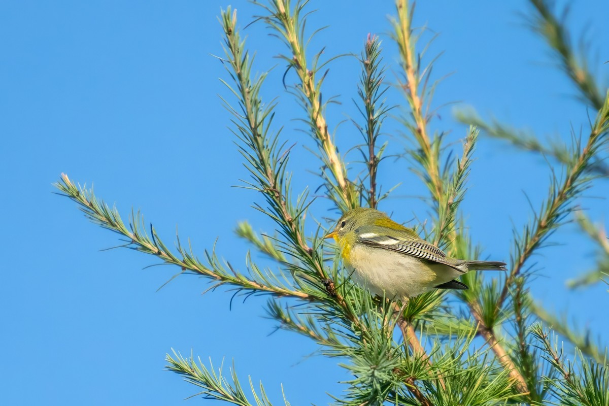 Northern Parula - ML623448280