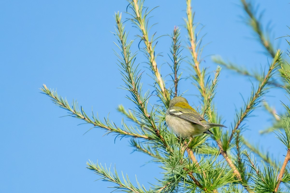 Northern Parula - ML623448281