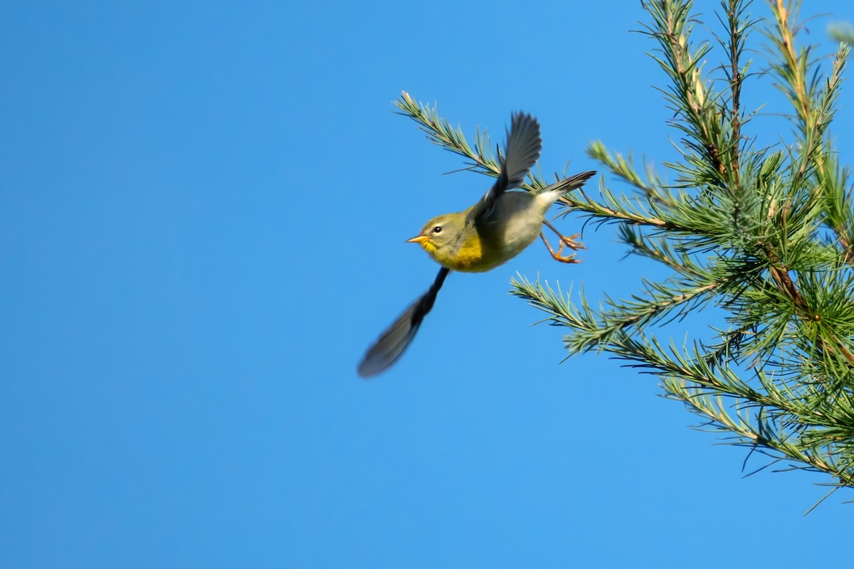 Northern Parula - ML623448282