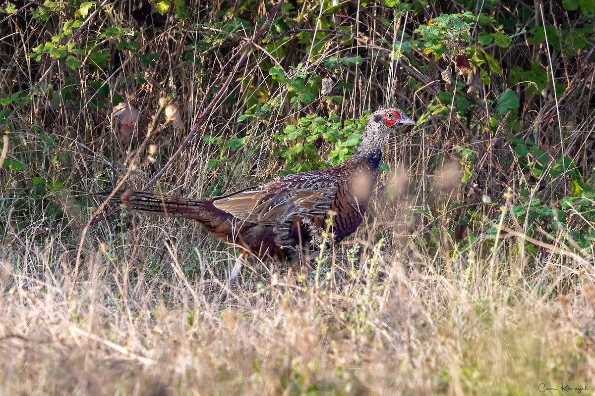 Ring-necked Pheasant - ML623448283