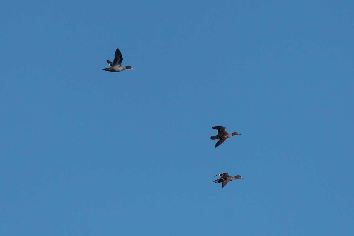 Yellow-billed Teal - ML623448284