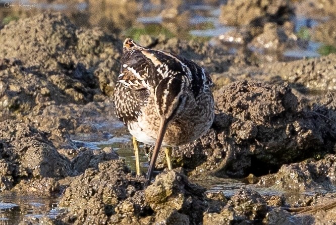 Common Snipe - Can Karayel