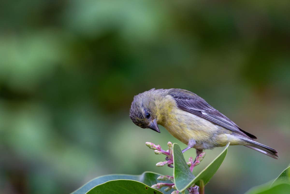 Lesser Goldfinch - Herb Elliott