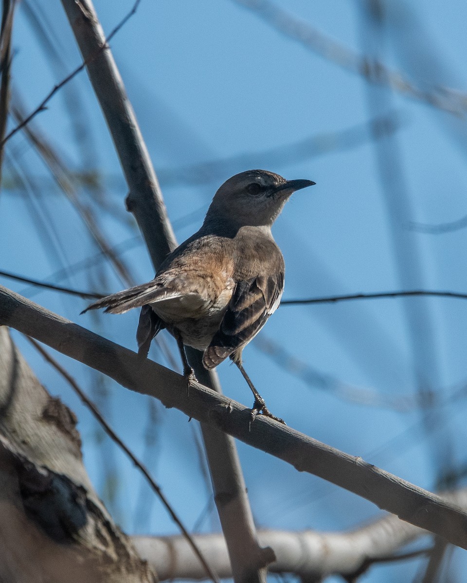 White-banded Mockingbird - ML623448295