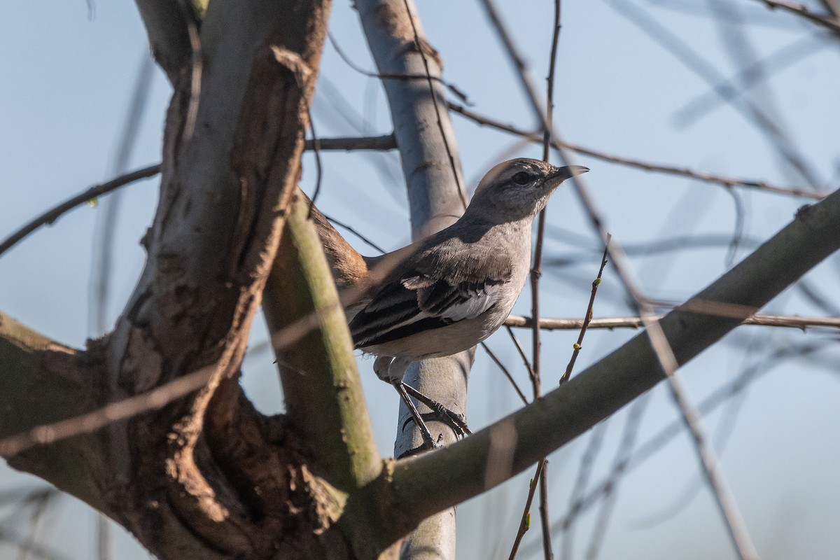 White-banded Mockingbird - ML623448296