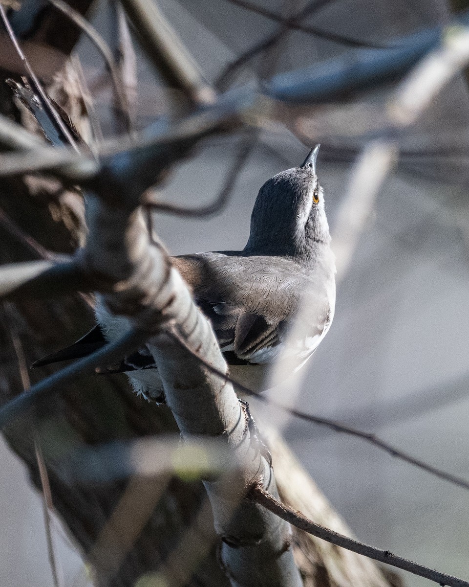 White-banded Mockingbird - ML623448298