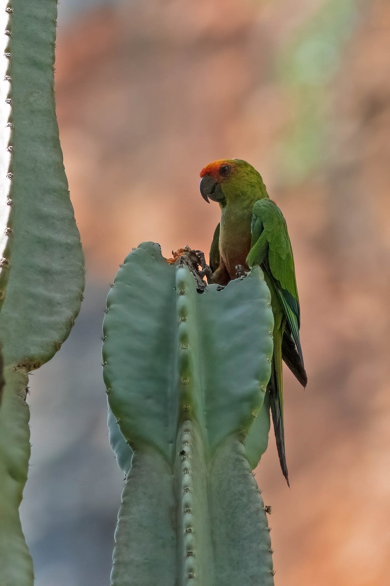 Golden-capped Parakeet - ML623448299