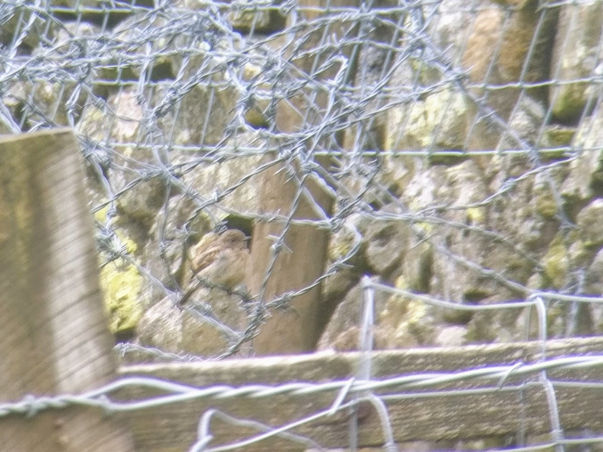 European Stonechat - ML62344831