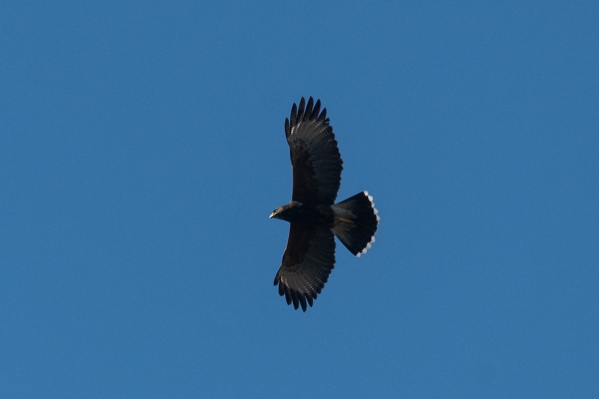 Harris's Hawk - ML623448310