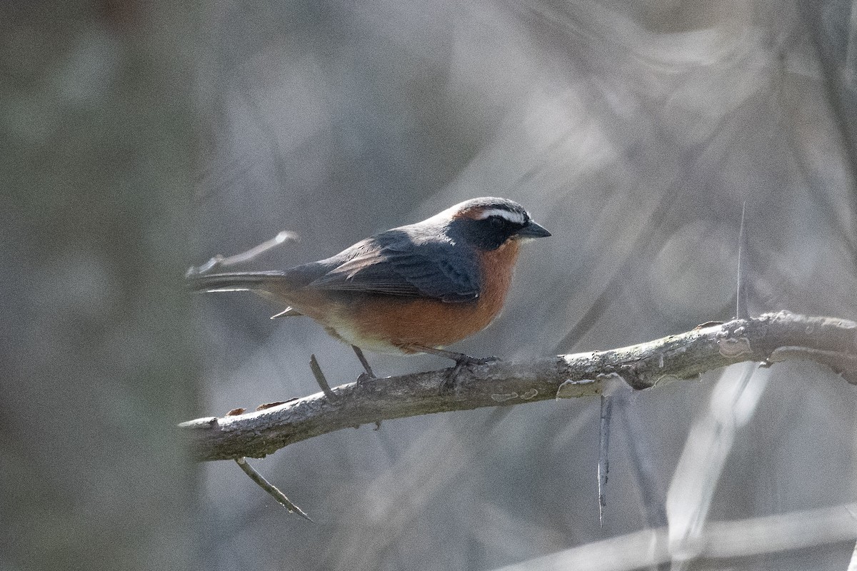 Black-and-rufous Warbling Finch - ML623448321