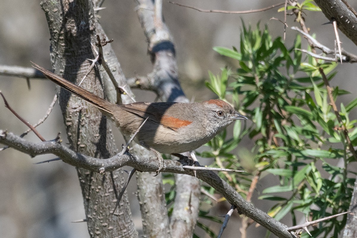 Sooty-fronted Spinetail - ML623448331