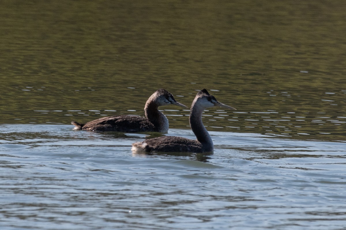 Great Grebe - ML623448334