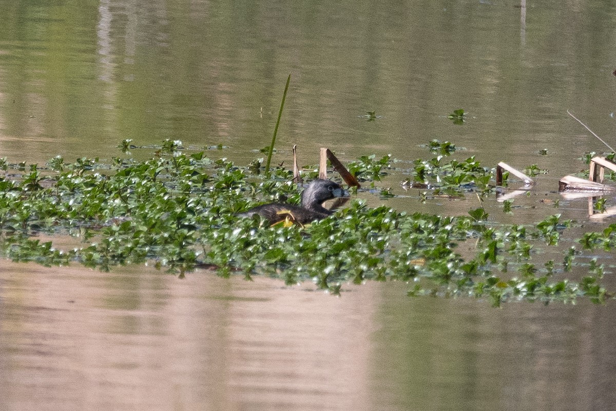 Pied-billed Grebe - ML623448335