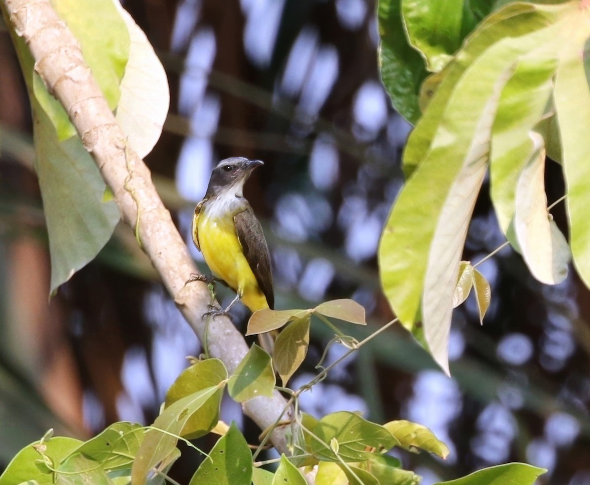 Sulphury Flycatcher - ML623448343