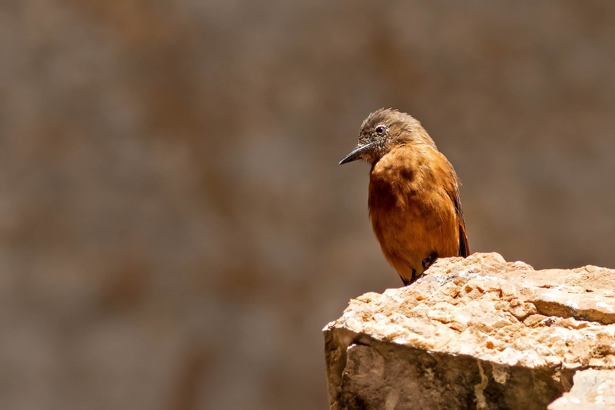 Cliff Flycatcher - ML623448345