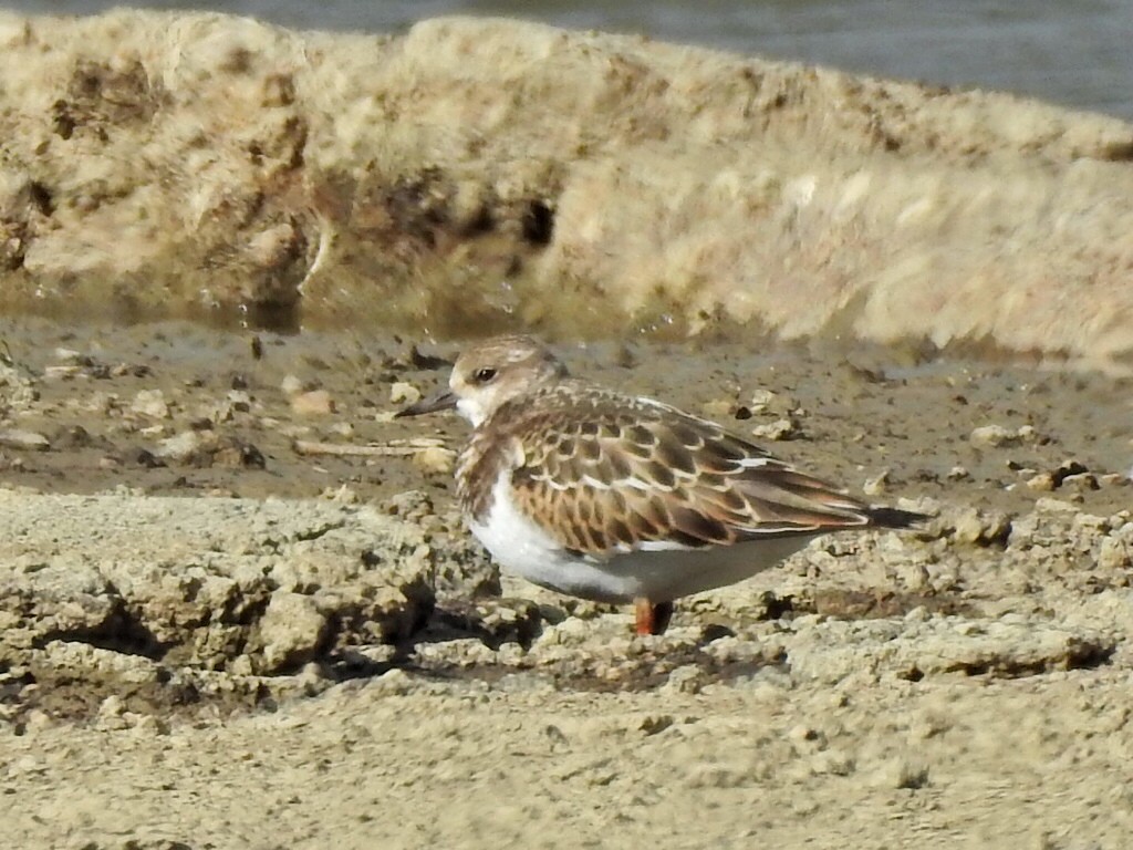 Ruddy Turnstone - ML623448355