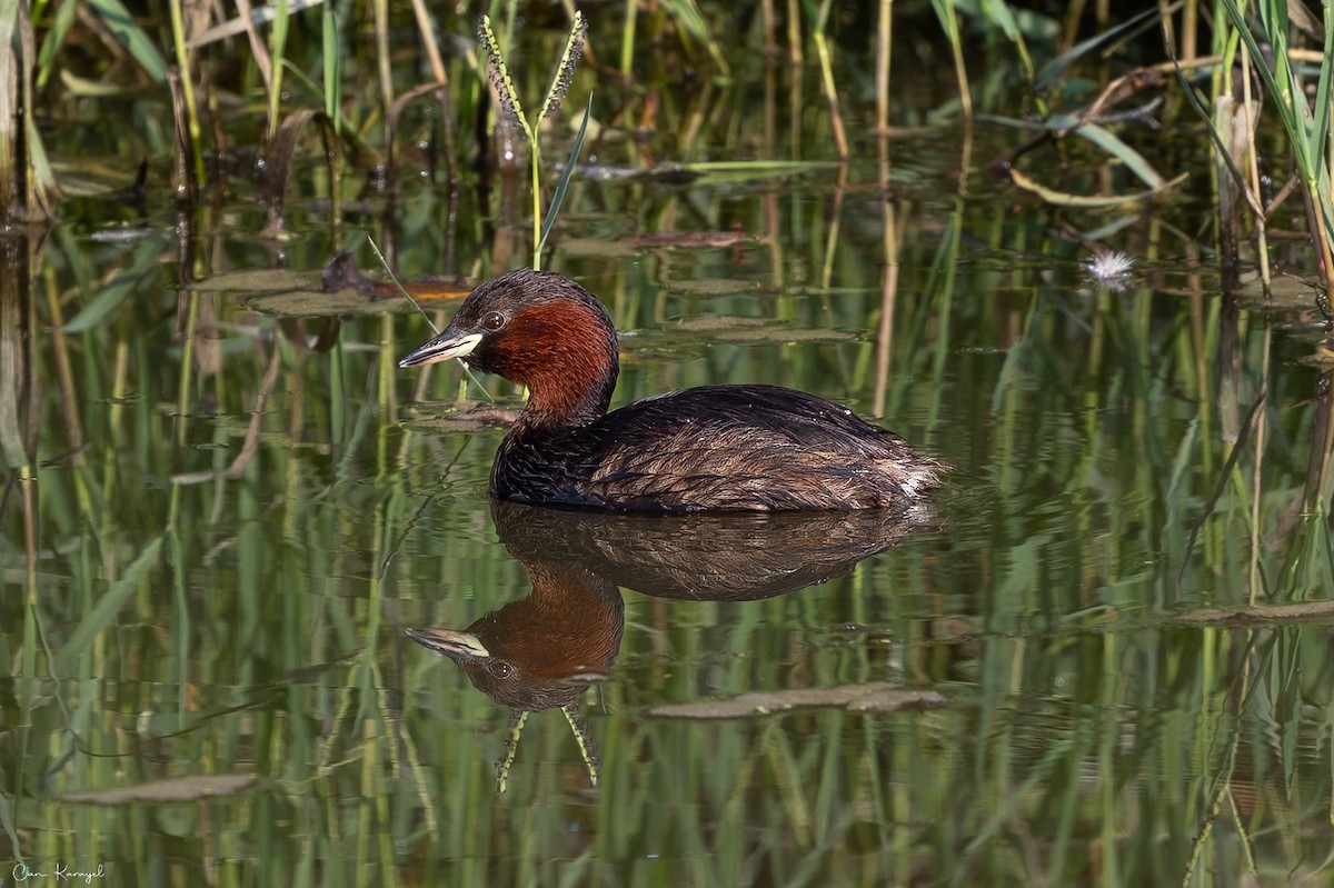 Little Grebe - ML623448357