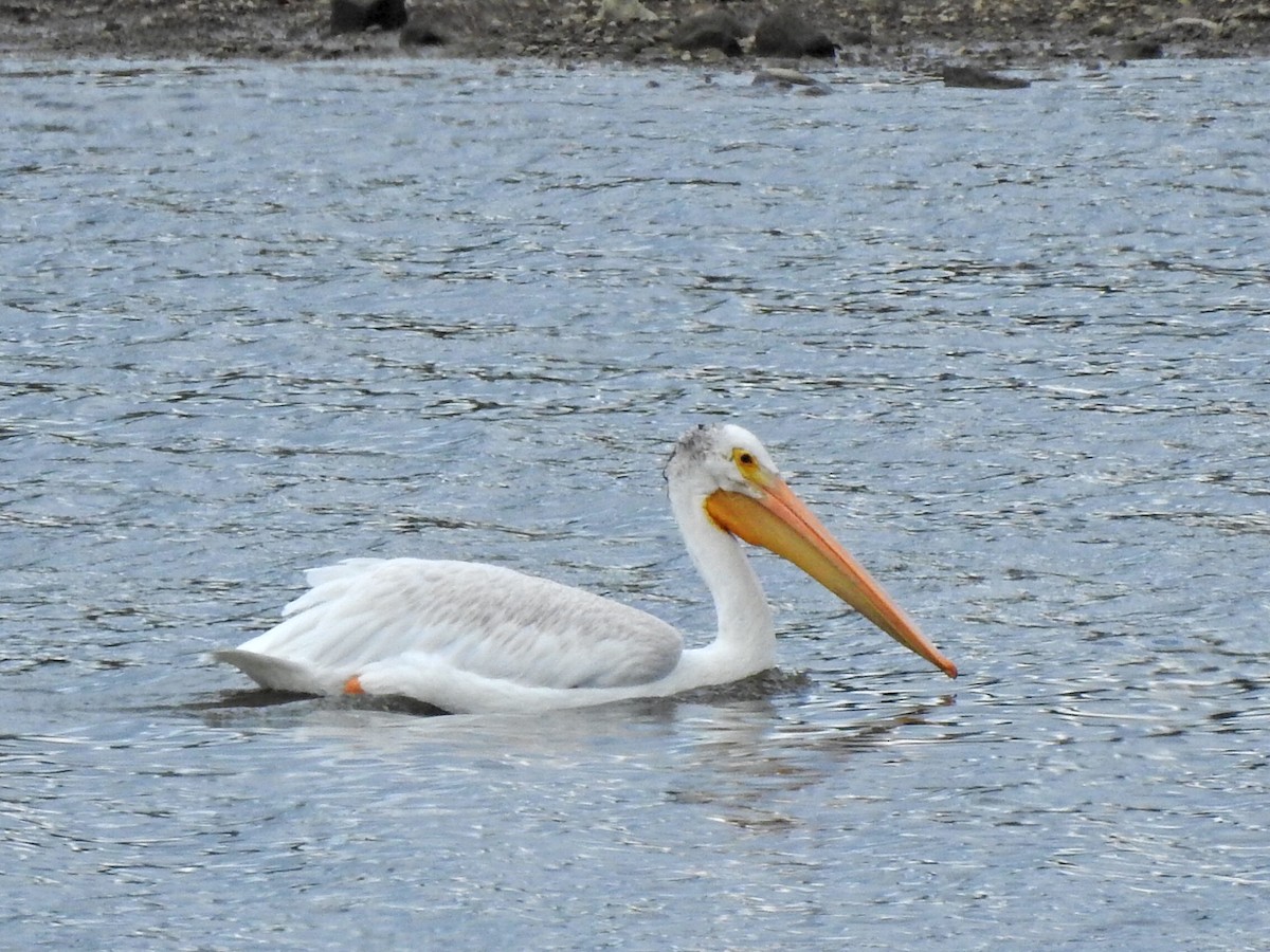 American White Pelican - ML623448358