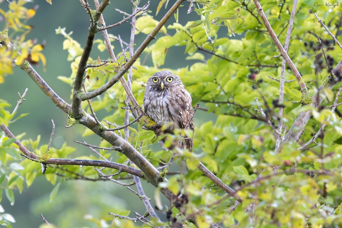 Little Owl - ML623448359