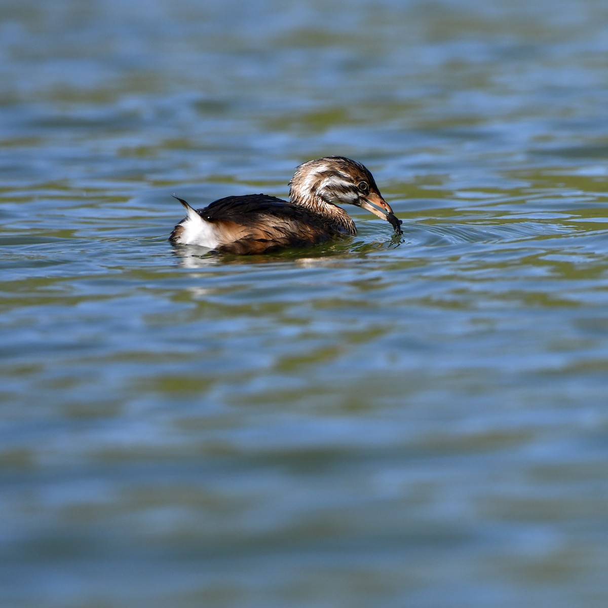 Pied-billed Grebe - M Nagy