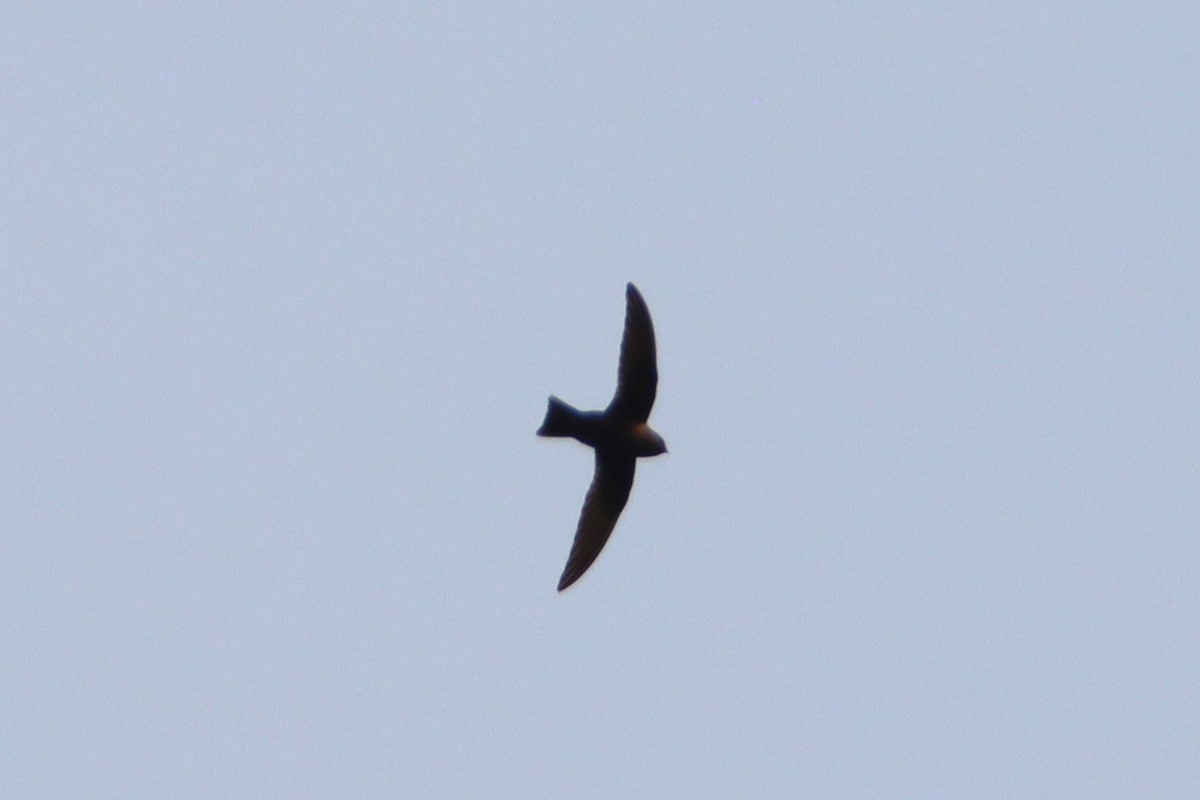 Black Swift - ML623448373